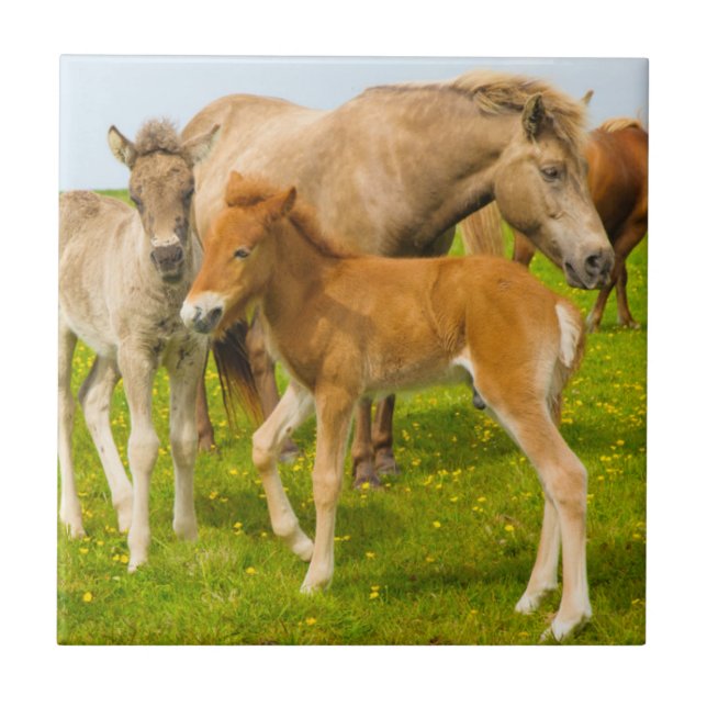 Azulejo Islandia. Dyrholaey. Terneros de caballo de Island (Frente)