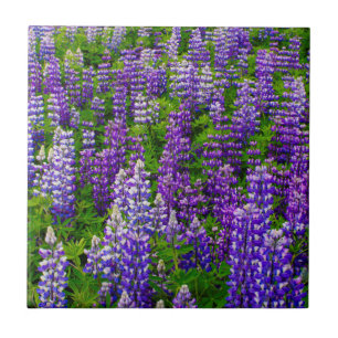 Azulejo Islandia. Vik i Myrdal. Campo de Lupinos