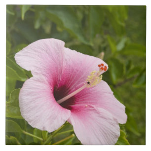 Azulejo Islas Cook, Atiu. Flor de hibisco.