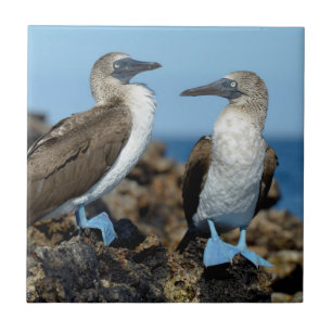 Azulejo Islas Galápagos, Isla Isabela