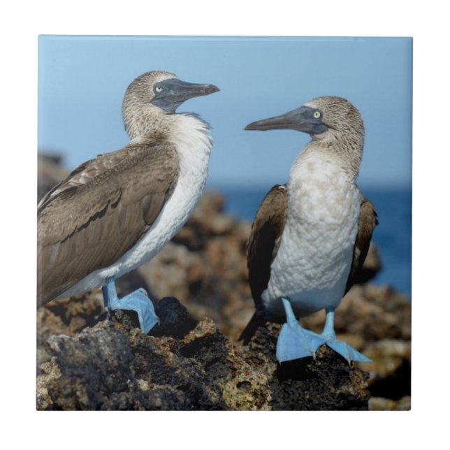 Azulejo Islas Galápagos, Isla Isabela (Frente)