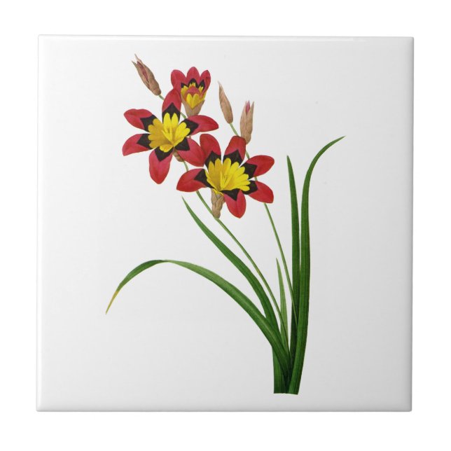 Azulejo Ixia Tricolor por Pierre Joseph Redoute (Frente)