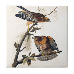 Azulejo J.J. Audubon (halcón llevado a hombros rojo)