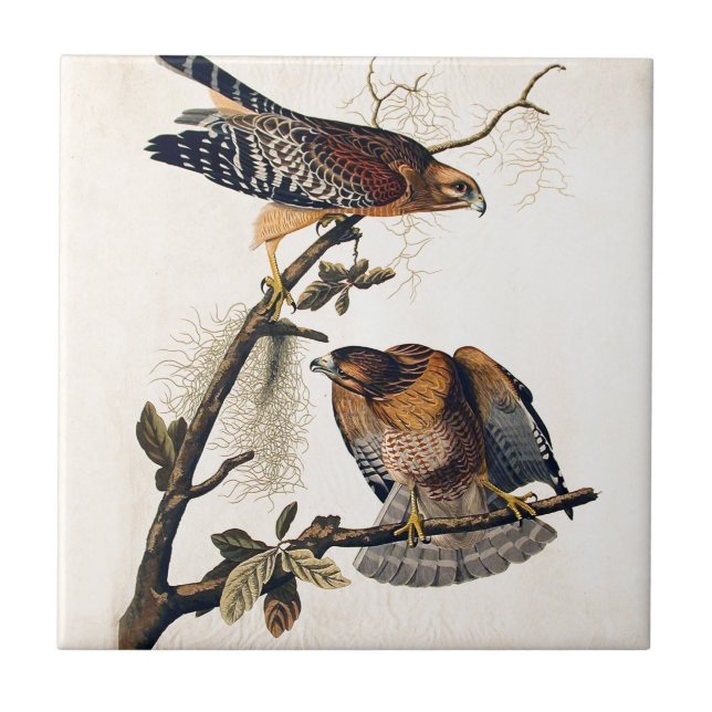 Azulejo J.J. Audubon (halcón llevado a hombros rojo) (Frente)