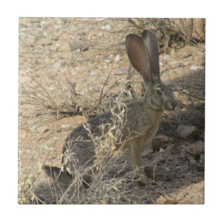 Azulejo Jackrabbit de cola negra