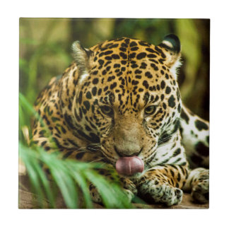 Azulejo Jaguar
