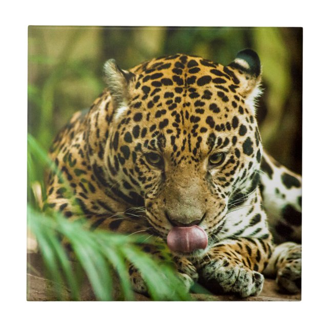 Azulejo Jaguar (Frente)