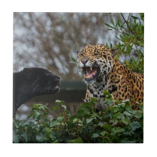 Azulejo Jaguar Growl (Frente)