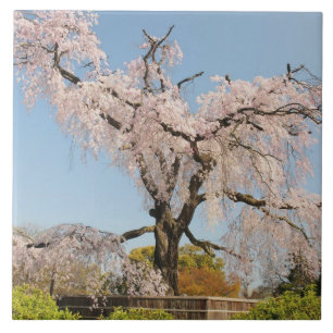Azulejo Japón, Kyoto. Cerezo llorón bajo cielo azul