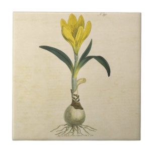 Azulejo Jardín Botánico de Tulipanes Amaryllis Flor