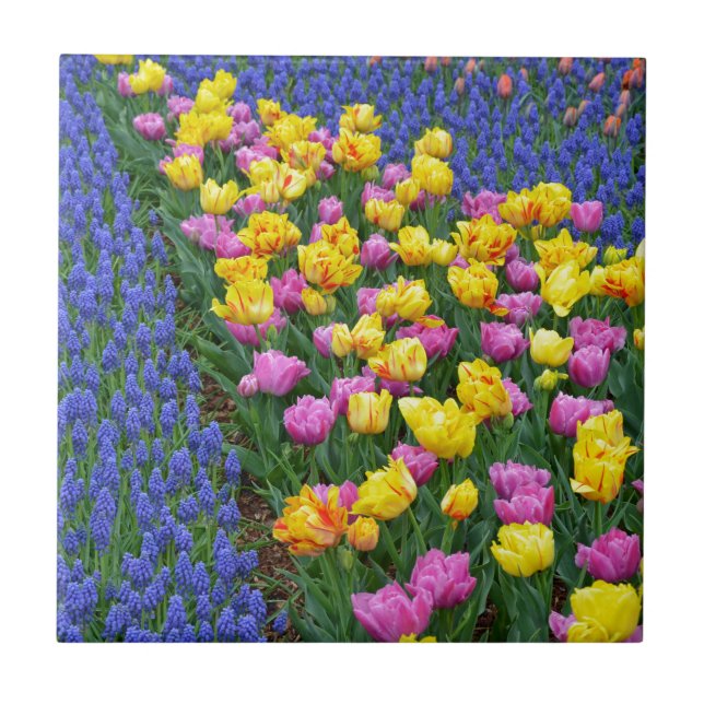 Azulejo Jardín de flores de tulipanes y azules (Frente)