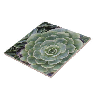 Azulejo Jardín del cactus