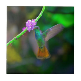 Azulejo Jardín del colibrí