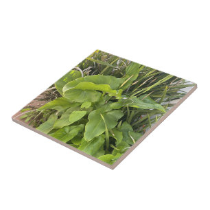 Azulejo Jardín trasero Clausura Naturaleza exterior Foto