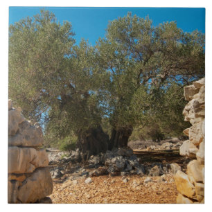 Azulejo Jardines de oliva de Lun