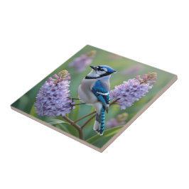 Azulejo Jay azul en pie en ramas de Lilac