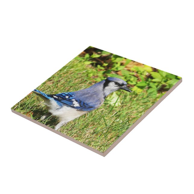 Azulejo Jay Blue del Norte (Lado)