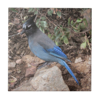Azulejo Jay de Steller