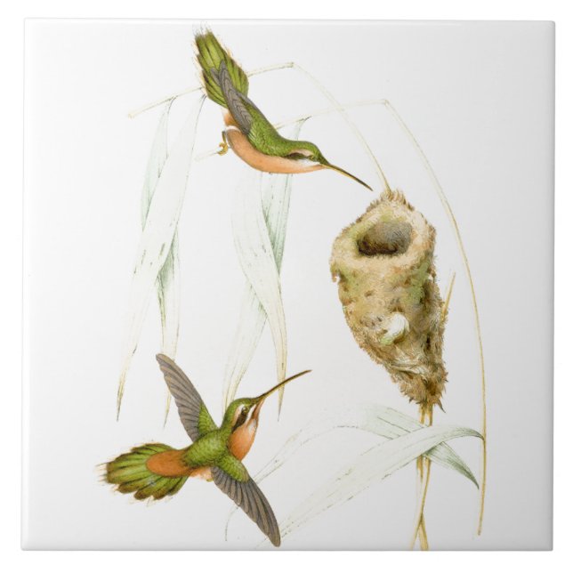 Azulejo Jerarquía de los animales de la fauna de los (Frente)