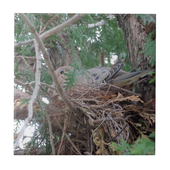 Azulejo Jerarquización de la paloma de la mañana (Frente)