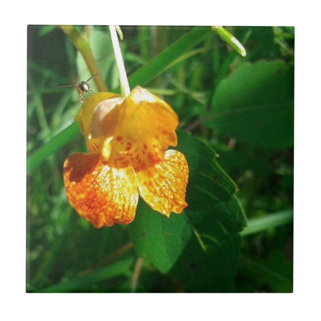 Azulejo Jewel Weed, Wildflower (Frente)