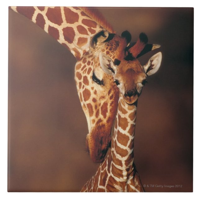 Azulejo Jirafa adulta con el becerro (camelopardalis del (Frente)