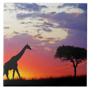 Azulejo Jirafa silueteada al amanecer, Giraffa