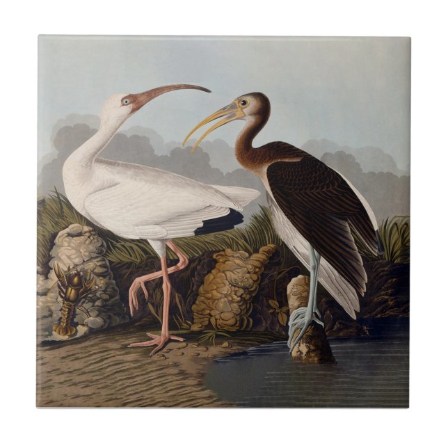 Azulejo John James Audubon White Ibis Bird Print Classic (Frente)