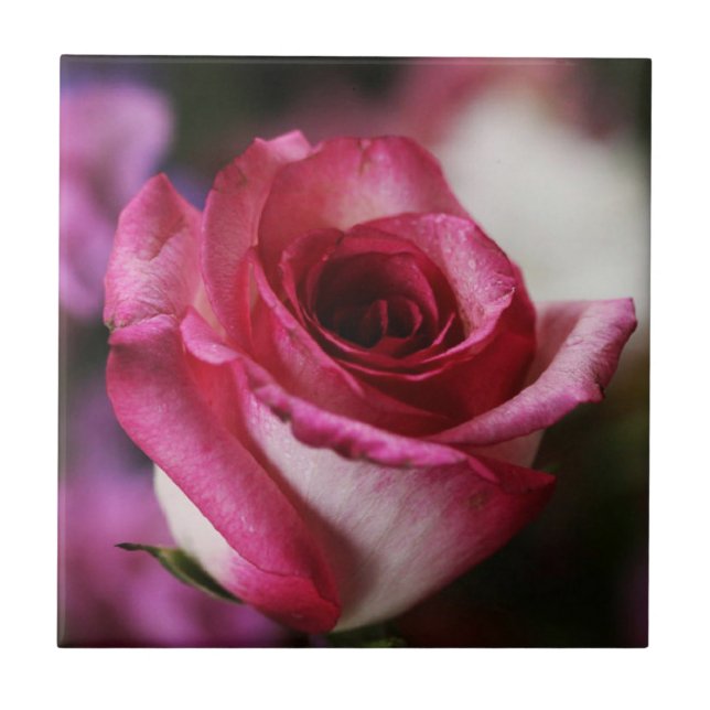 Azulejo Jolene Rosa Tile (Frente)
