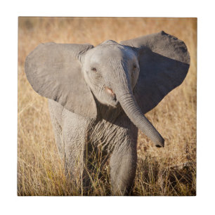 Azulejo Joven elefante de sabana