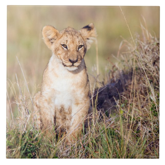 Azulejo Joven león (Frente)