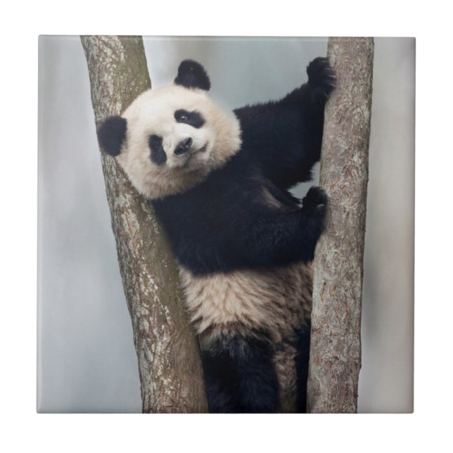 Azulejo Joven panda subiendo a un árbol, China (Frente)