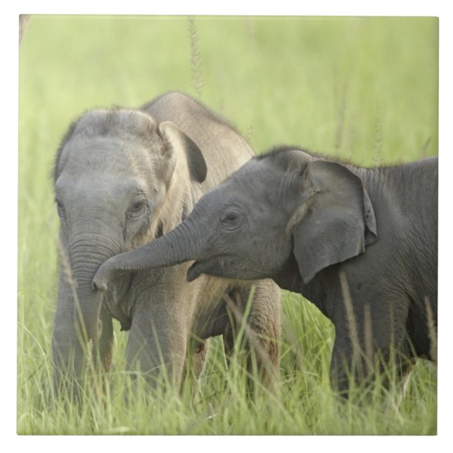 Azulejo Jóvenes elefantes indios/asiáticos (Frente)