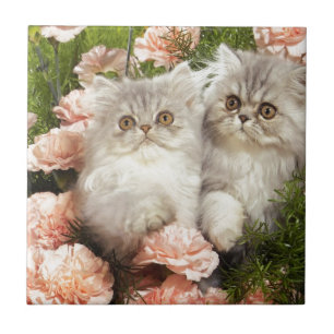 Azulejo Juego persa de los gatitos en flores rosadas