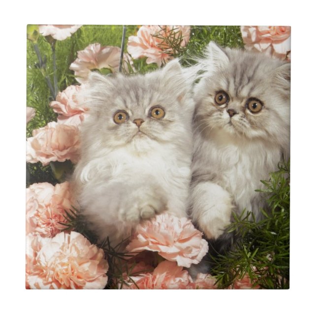 Azulejo Juego persa de los gatitos en flores rosadas (Frente)