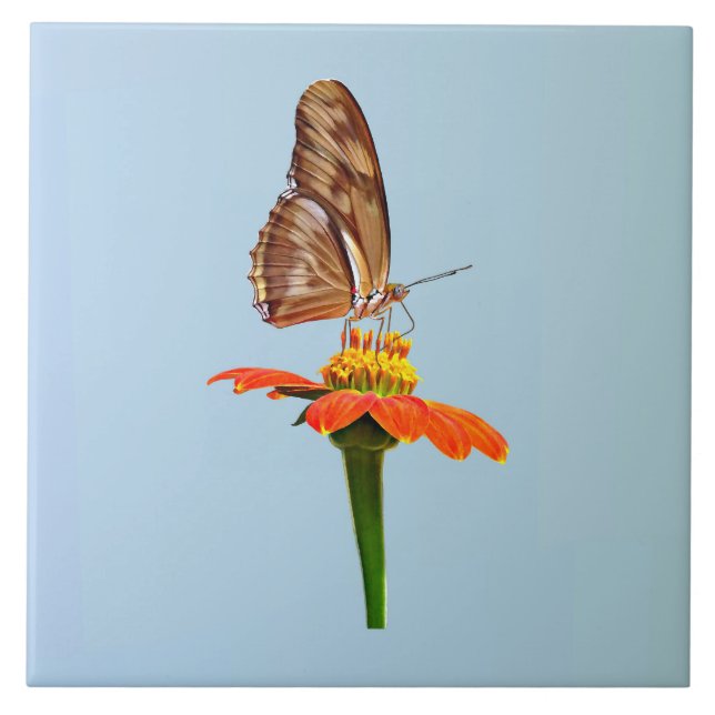 Azulejo Julia Butterfly en Zinnia (Frente)
