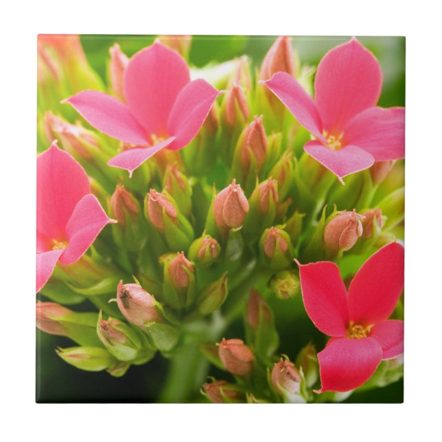 Azulejo Kalanchoe blossfeldiana (Frente)