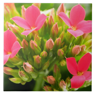 Azulejo Kalanchoe blossfeldiana