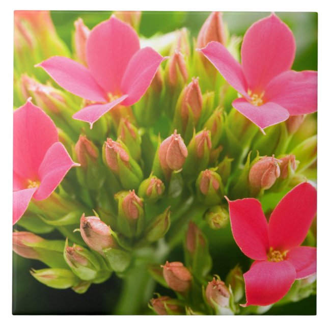 Azulejo Kalanchoe blossfeldiana (Frente)