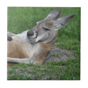 Azulejo Kangaroo