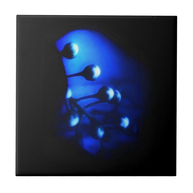 Azulejo Kate (Frente)