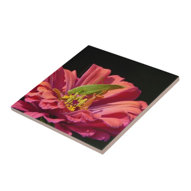 Azulejo Katydid sobre Zinnia (Lado)