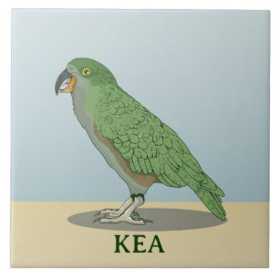 Azulejo Kea New Zealand Bird