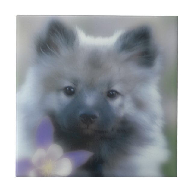 Azulejo Keeshond y Columbine - Fotografía de perro (Frente)