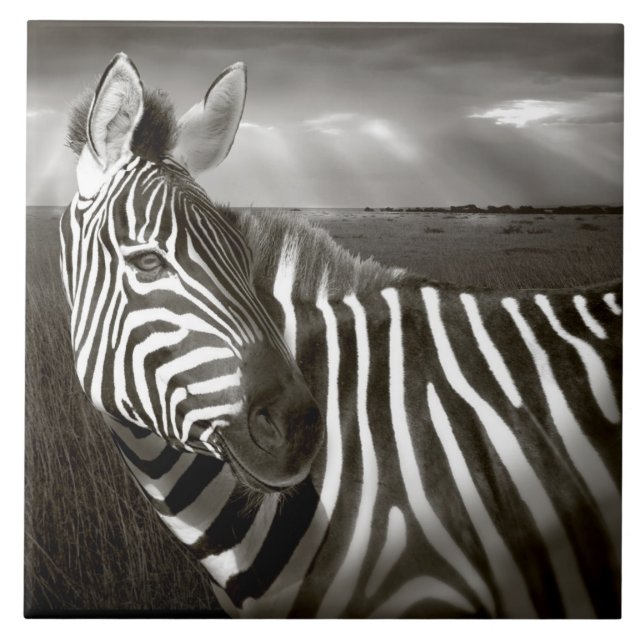 Azulejo Kenia. Blanco y negro de cebra y llanura. (Frente)