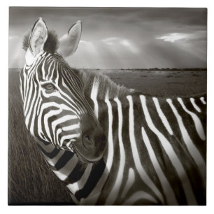 Azulejo Kenia. Negro y blanco de cebra y liso.