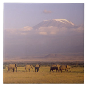 Azulejo Kenia: Parque Nacional Amboseli, Elefantes