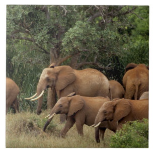 Azulejo Kenia: Parque Nacional de Tsavo East, manada Afric