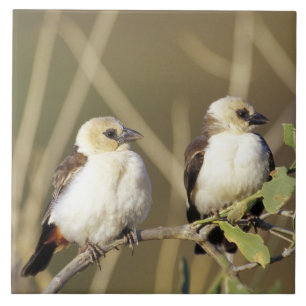 Azulejo Kenia, Reserva Nacional Samburu
