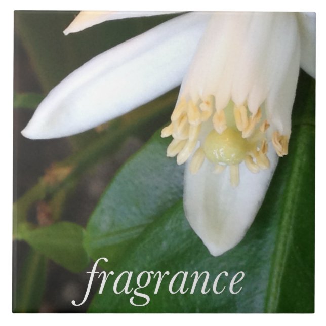 Azulejo Keramikfliese "Fragrance" - DesignDElia (Frente)